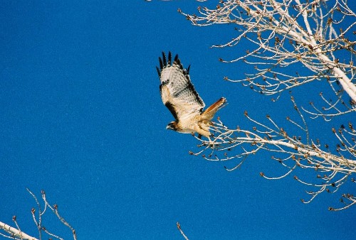 ...the big, beautiful red-tailed hawk had left his perch and begun to circle...