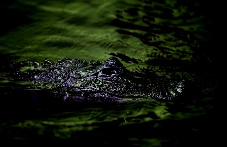 Just then another young alligator made its presence known