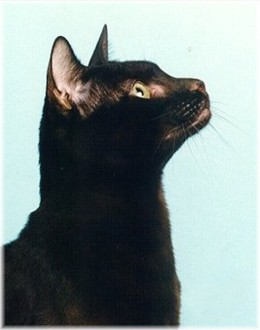 'Me-o,' the little brown-black kitty-cat chirped.